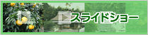 ���饤�ɥ��硼