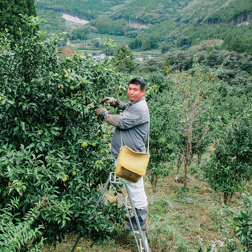 ゆず農家 File.04 平岡さんちのゆず畑 | 高知県北川村 公式ウェブ