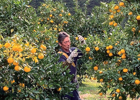 北川村ゆず農家さん(1)