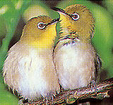 村鳥「メジロ」