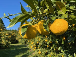 ワーキングホリデーゆず収穫募集6