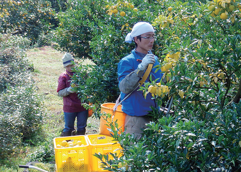 北川村ゆず農家さん(2)