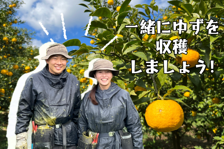 ワーキングホリデーゆず収穫募集１