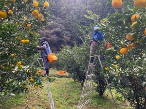 ワーキングホリデーゆず収穫募集4