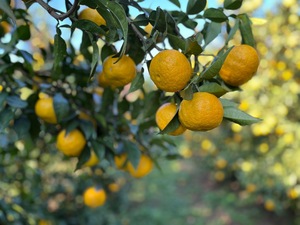 ワーキングホリデーゆず収穫募集5