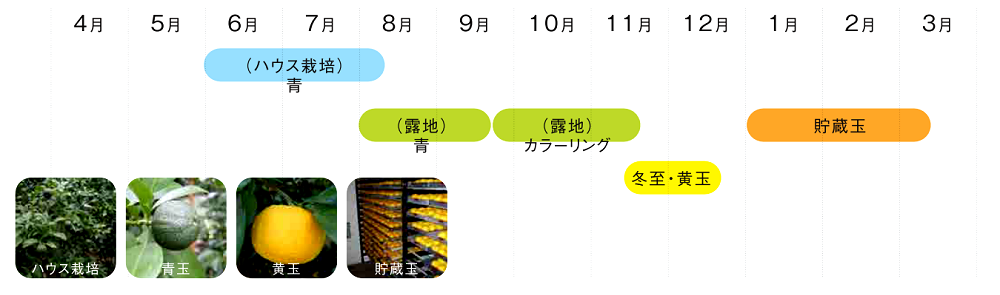 ゆずの出荷スケジュール