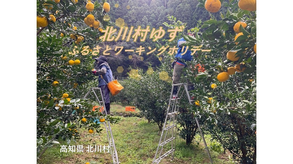 ワーキングホリデー